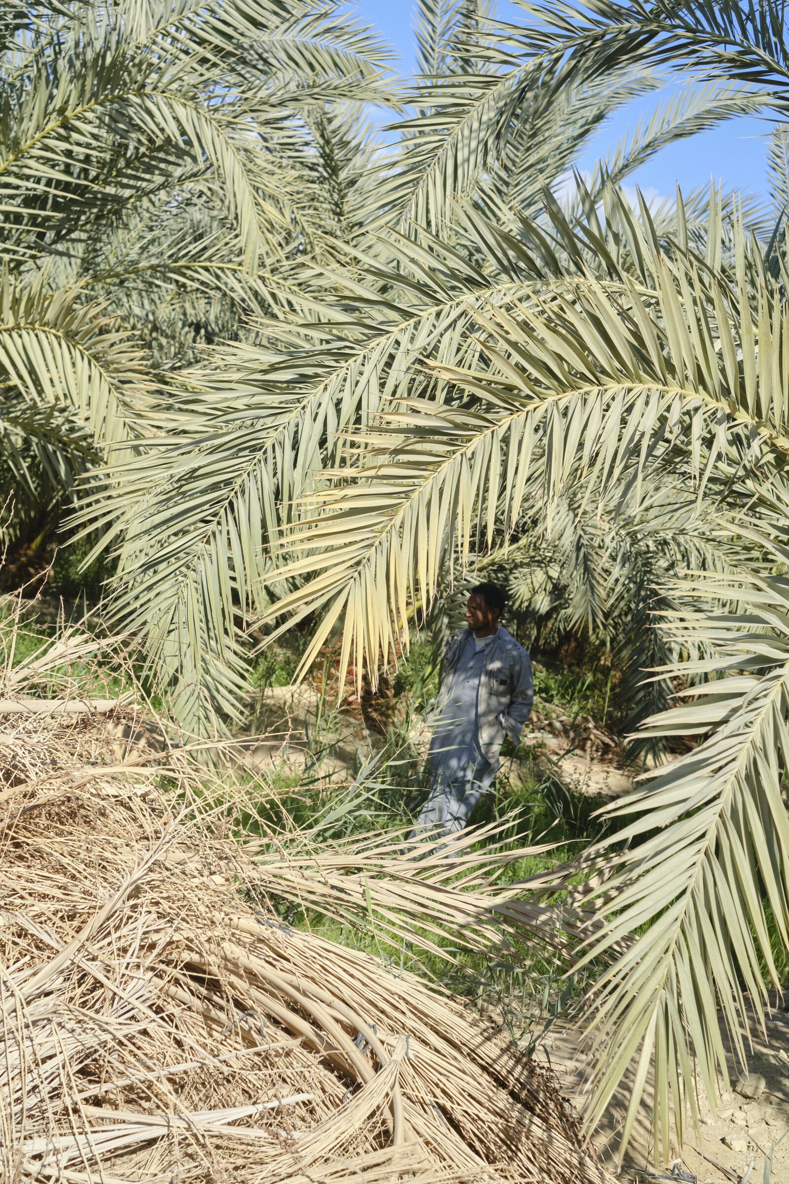 Farmer in the palm grove
